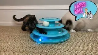 Forever Fun Treat Track