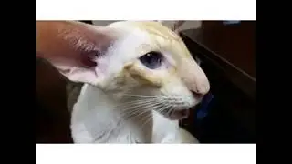 смешные видео про кошек 2018.смешной кот видео