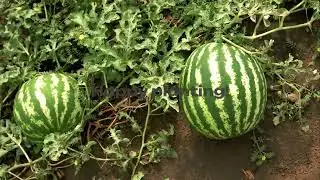 The Ultimate Guide to Growing Watermelon Plants