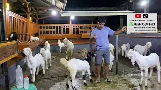 Etawa senduro channel sedang live sekarang 05 SEPTEMBER 2024