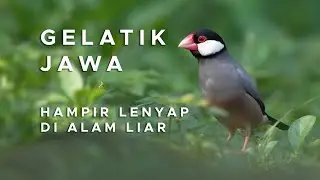 Gelatik Jawa Hampir Lenyap di Alam - Sony a1 - Sony 200-600mm - Cinematic