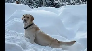 ЛАБРАДОР