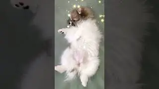 Померанский шпиц Эмануэль