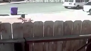 Суперкот