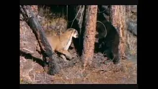 Mother Cougar vs Black Bear