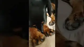 мой собакин