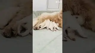 МАТЬ В ШОКЕ 😂СМЕШНЫЕ САМОЕДЫ😂😂😂
