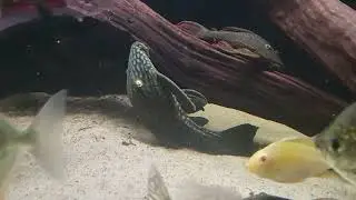 180 gallon plecos