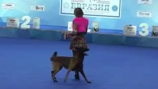 ЕВРАЗИЯ 2017 | Танцы с собаками | Полина Ильина и LINIYA GRACII SABUR GRAND