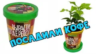 Grow, Tree! Arabian coffee dwarf