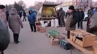 19.11.23г.часть1.Ярмарка голубеводов в Самаре. Олег Костяков
