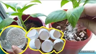 Day 17: Using Eggshells as fertilizer and update on my mini garden