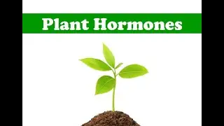 Plant Hormones | Types of Plant Hormones