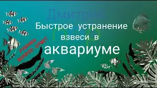 Как устранить муть в аквариуме?