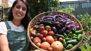 Harvesting the First Tomatoes of the Season! // NYC Urban Garden