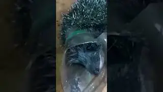 Ёж попал в беду😳