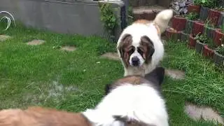 WILD BOARS Attacked my Moscow Guard Dogs