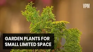 Plants You Can Grow in Small Spaces