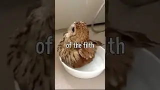 The Three Types Of Owls 🦉||  (2)