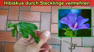 Hibiskus vermehren durch Stecklinge schneiden - Anleitung