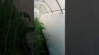 Утеплили🥒🥒 Огурцы🥒🥒