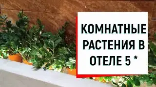 Комнатные растения в отеле 5*