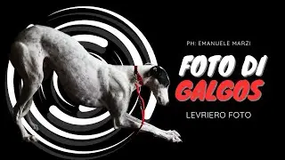 I GALGOS SONO TRA I CANI PIÙ MALTRATTATI AL MONDO UNA FOTO PUÒ SALVARGLI LA VITA - LEVRIERO SPAGNOLO