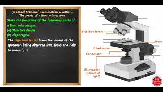 Light Microscope: A Revision Question