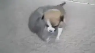 La pelea mas tierna del mundo un perrito contra un gatito