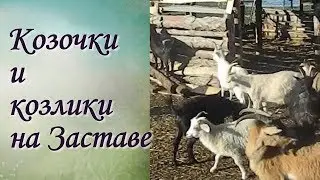Отдых в Горном Алтае Часть 9 Доим козу