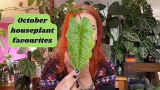 October Houseplants upates!