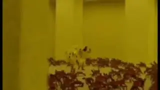 Теперь качественней флексим в закулисье с крабами