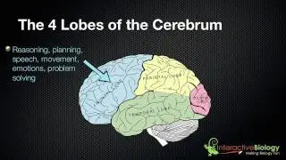 025 The 4 Lobes of the Cerebrum and their functions
