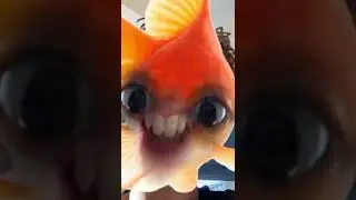HELLO!
