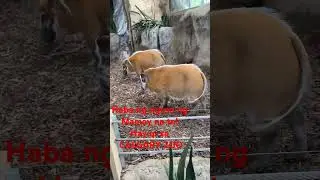 Animal sa Calgary Zoo, #animals  #shortsvideo  #viral #fun  Meloi fun day after graduation.