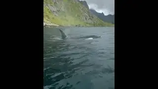 Swimming With 
