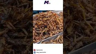 Dianggap hama oleh petani, hewan ini menjadi komoditi yang sangat cuan #manifullasi #shorts #viral