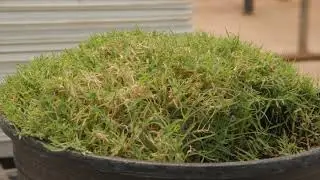 Inside OSU Extra: OSU Turfgrass Going to the SuperBowl