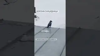 Ворона суицидница