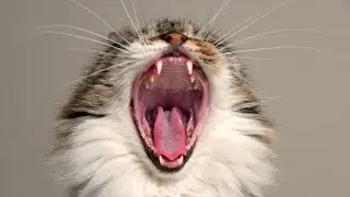 Uwa!Uwaa!Uwaaa!Uwaaaa~~!