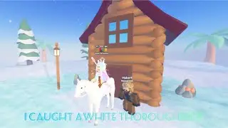 Catching a White Thoroughbred in Blizzard Island! [Wild Horse Island Roblox]