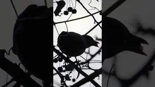 Blackbird photography on a grey december day
