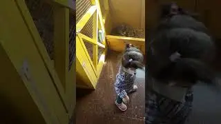 Полина в контактором зоопарке #@videoblooog