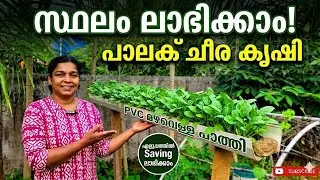 സ്ഥലപരിമിതി ഇനി ഒരു പ്രശ്നമല്ല!✅️ പാലക്ക് ചീര കൃഷി|Grow Palak at home