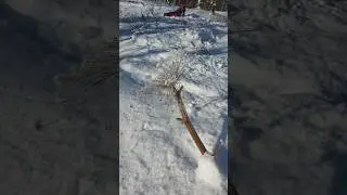 Вот такие ромашки на Сахалине. А вот да, сурово 😀🌼