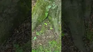 Brood X cicadas everywhere!