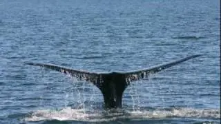 Whale Upcalls Become Louder with Increased Background Noise