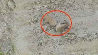 Mountain Goats Fight on VERTICAL Cliff (Crazy Himalayan Tahr)