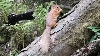 Red Squirrels filmed on the Fuji X-T3