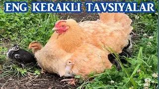 Yengi ishqibozlar uchun eng kerakli tavsiyalar #uzbekistan  #kurkqilish
